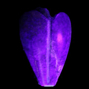 Lapis Lazuli Guardian Angel 30*16*45mm 31g in UV light - Rocks and Things Store