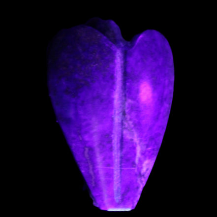 Lapis Lazuli Guardian Angel 30*16*45mm 31g in UV light - Rocks and Things Store