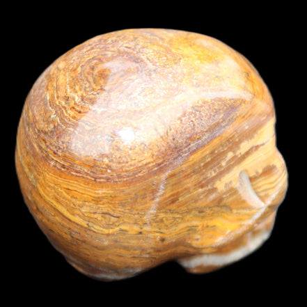 BumbleBee Banded Calcite skull 35*47*39mm 112g in sunlight - Rocks and Things Store