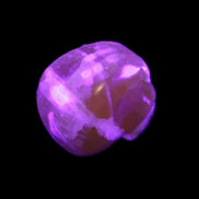 Honey Calcite skull from Pakistan 28*44*36mm 93g in UV light - Rocks and Things Store