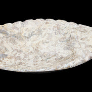 Fossil Stone hand-carved Fish platter 145*105*20mm 411g in sunlight - Rocks and Things Store