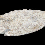 Fossil Stone hand-carved Fish platter 145*105*20mm 411g in sunlight - Rocks and Things Store