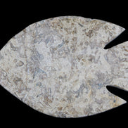 Fossil Stone hand-carved Fish platter 145*105*20mm 411g in sunlight - Rocks and Things Store