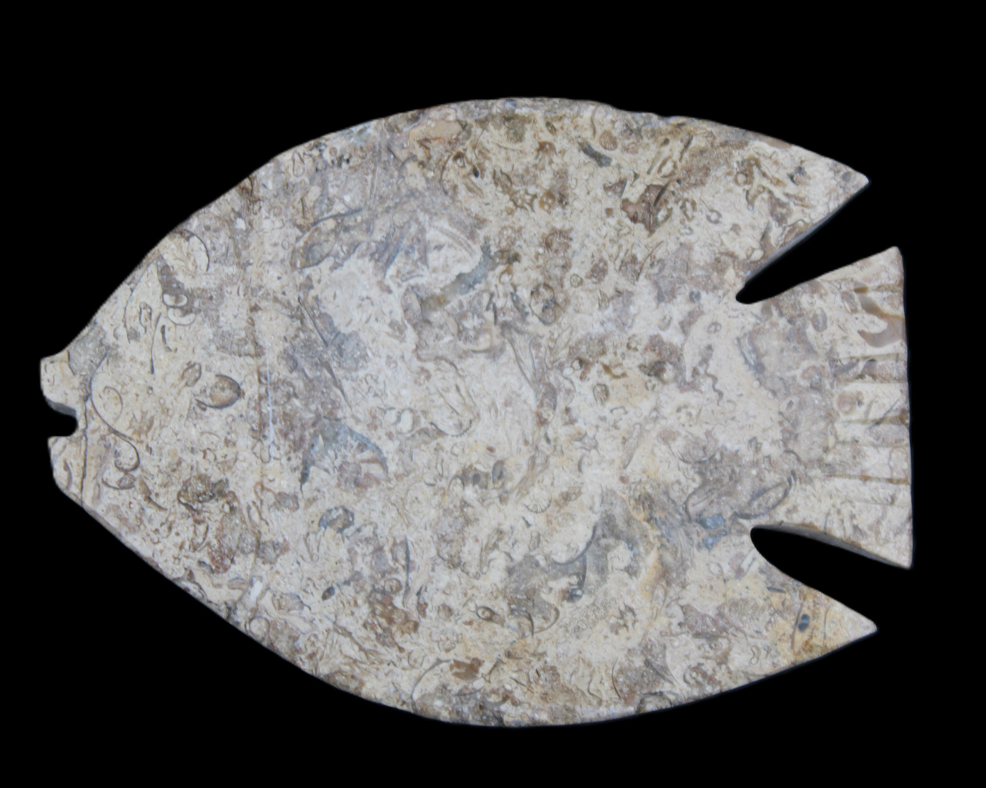 Fossil Stone hand-carved Fish platter 145*105*20mm 411g in sunlight - Rocks and Things Store