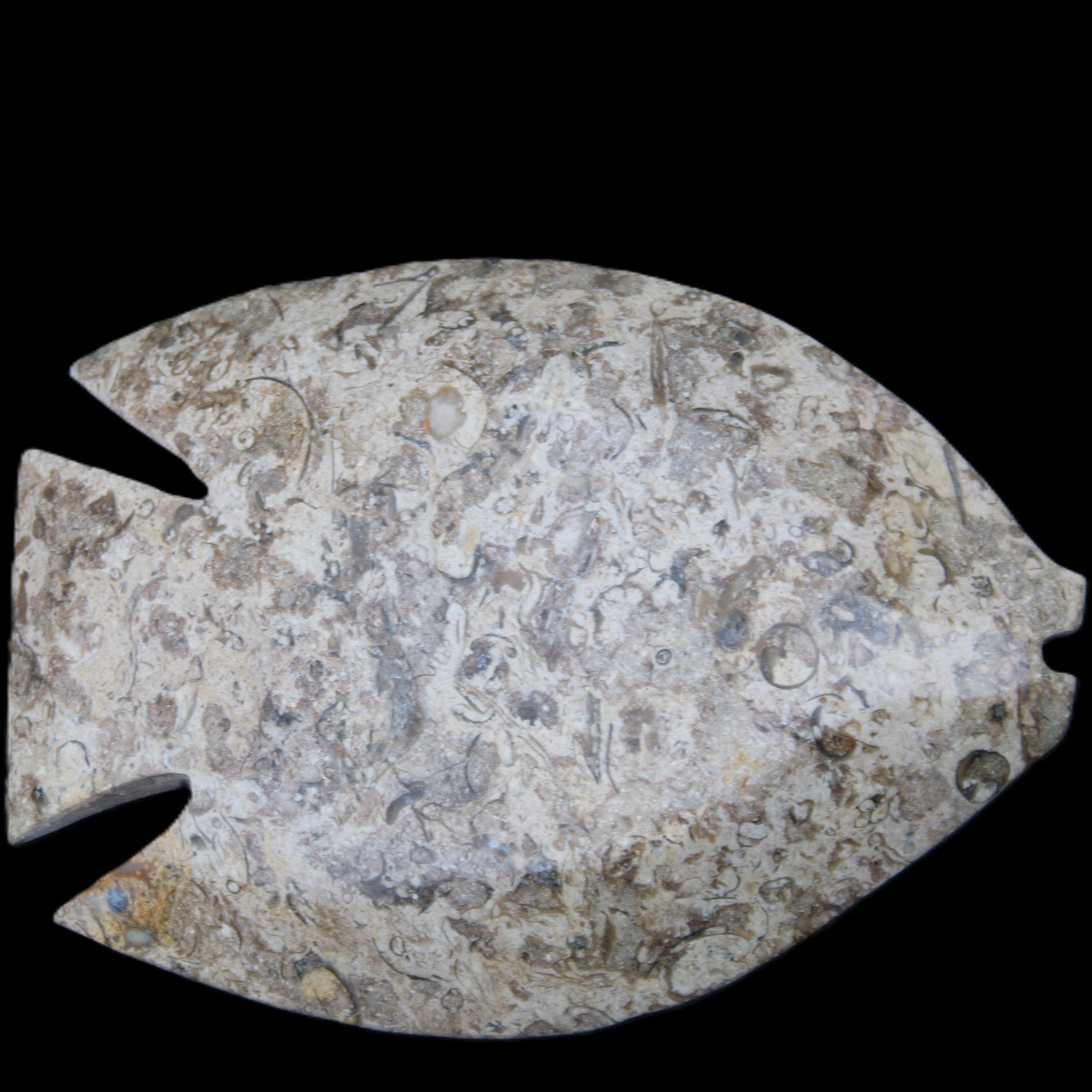 Fossil Stone hand-carved Fish platter 145*105*20mm 411g in sunlight - Rocks and Things Store