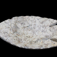 Fossil Stone hand-carved Fish platter 145*105*20mm 411g in sunlight - Rocks and Things Store