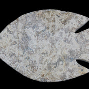 Fossil Stone hand-carved Fish platter 145*105*20mm 411g in sunlight - Rocks and Things Store