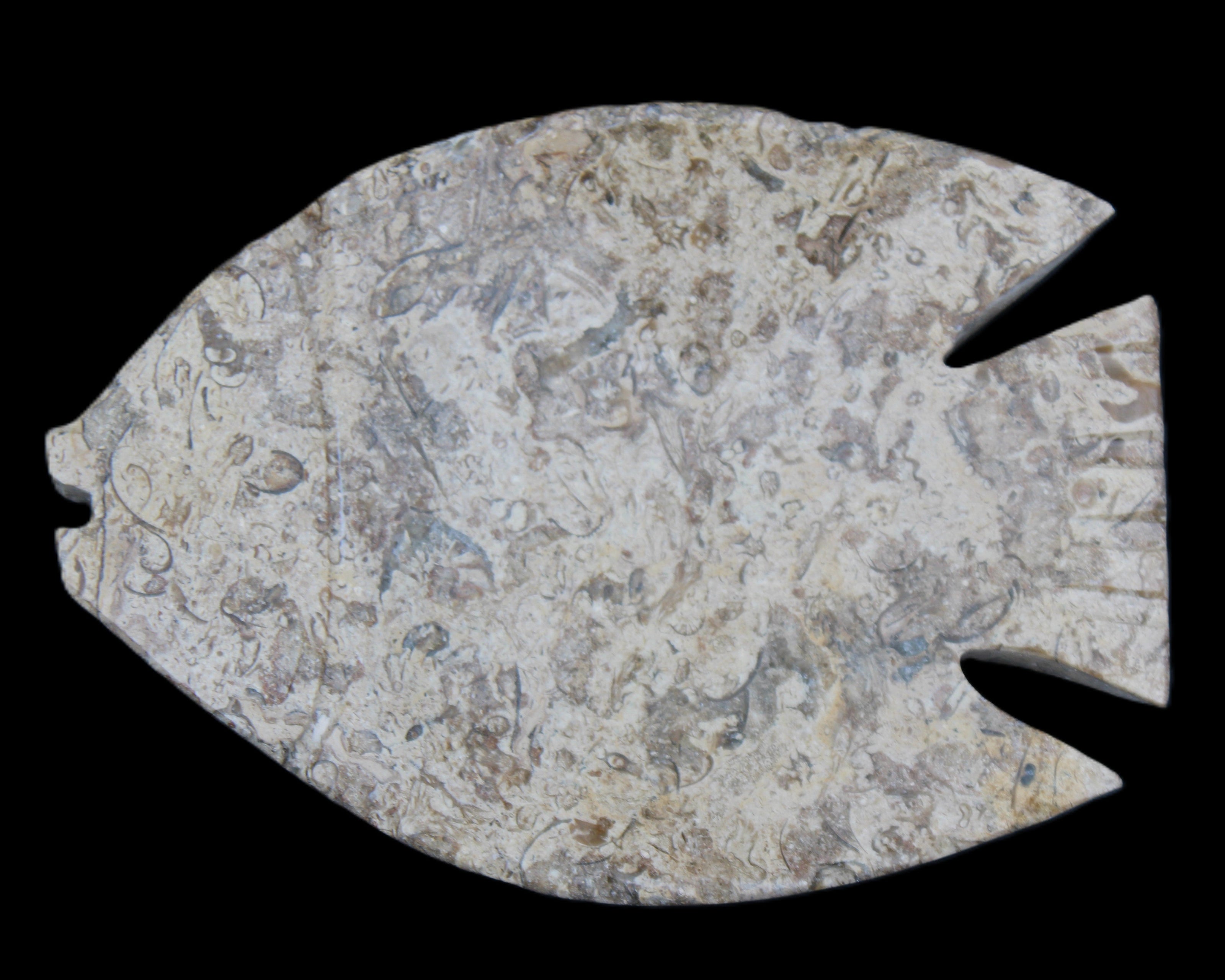 Fossil Stone hand-carved Fish platter 145*105*20mm 411g in sunlight - Rocks and Things Store