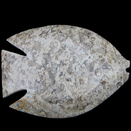 Fossil Stone hand-carved Fish platter 145*105*20mm 411g in sunlight - Rocks and Things Store
