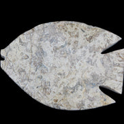 Fossil Stone hand-carved Fish platter 145*105*20mm 411g in sunlight - Rocks and Things Store