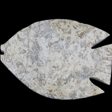 Fossil Stone hand-carved Fish platter 145*105*20mm 411g in sunlight - Rocks and Things Store
