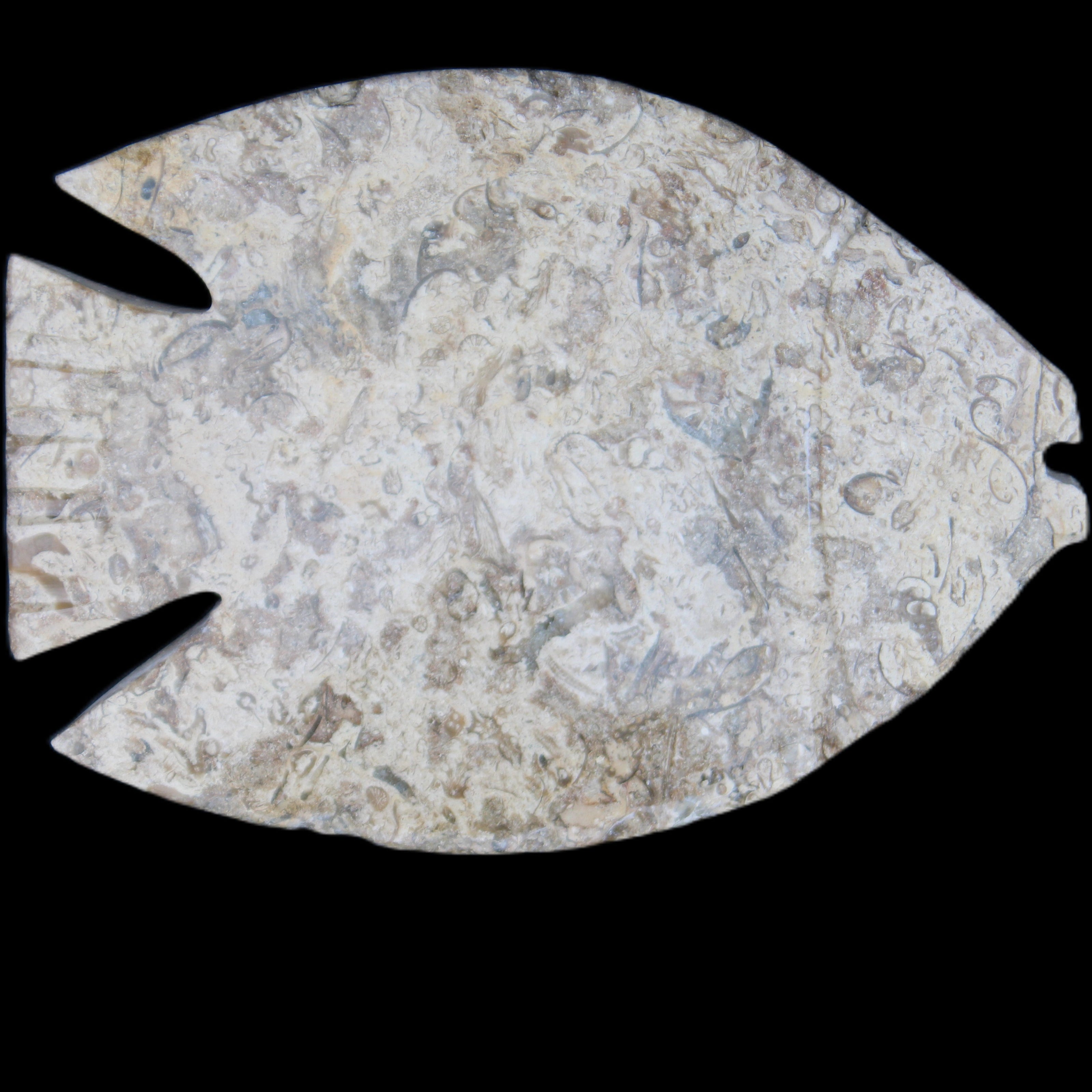 Fossil Stone hand-carved Fish platter 145*105*20mm 411g in sunlight - Rocks and Things Store