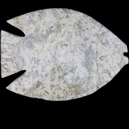 Fossil Stone hand-carved Fish platter 145*105*20mm 411g in sunlight - Rocks and Things Store