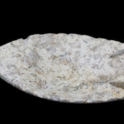 Fossil Stone hand-carved Fish platter 145*105*20mm 411g in sunlight - Rocks and Things Store