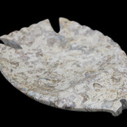 Fossil Stone hand-carved Fish platter 145*105*20mm 411g in sunlight - Rocks and Things Store