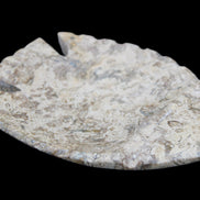Fossil Stone hand-carved Fish platter 145*105*20mm 411g in sunlight - Rocks and Things Store