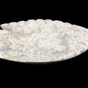 Fossil Stone hand-carved Fish platter 145*105*20mm 411g in sunlight - Rocks and Things Store