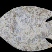 Fossil Stone hand-carved Fish platter 145*105*20mm 411g in sunlight - Rocks and Things Store
