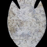 Fossil Stone hand-carved Fish platter 145*105*20mm 411g in sunlight - Rocks and Things Store