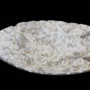 Fossil Stone hand-carved Fish platter 145*105*20mm 411g in sunlight - Rocks and Things Store