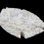 Fossil Stone hand-carved Fish platter 145*105*20mm 411g in sunlight - Rocks and Things Store