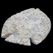 Fossil Stone hand-carved Fish platter 145*105*20mm 411g in sunlight - Rocks and Things Store