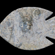 Fossil Stone hand-carved Fish platter 146*105*20mm 411g in sunlight - Rocks and Things Store