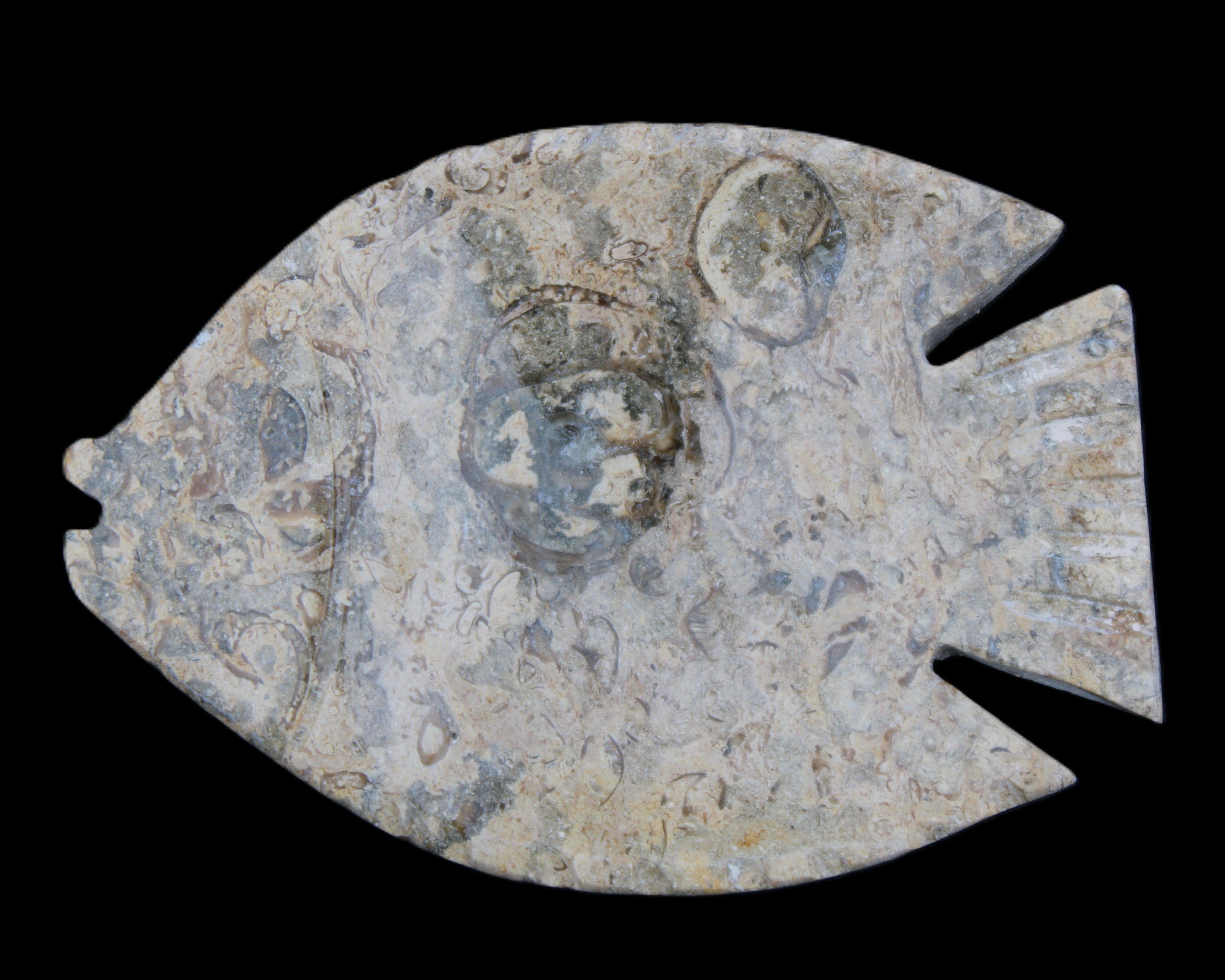 Fossil Stone hand-carved Fish platter 146*105*20mm 411g in sunlight - Rocks and Things Store