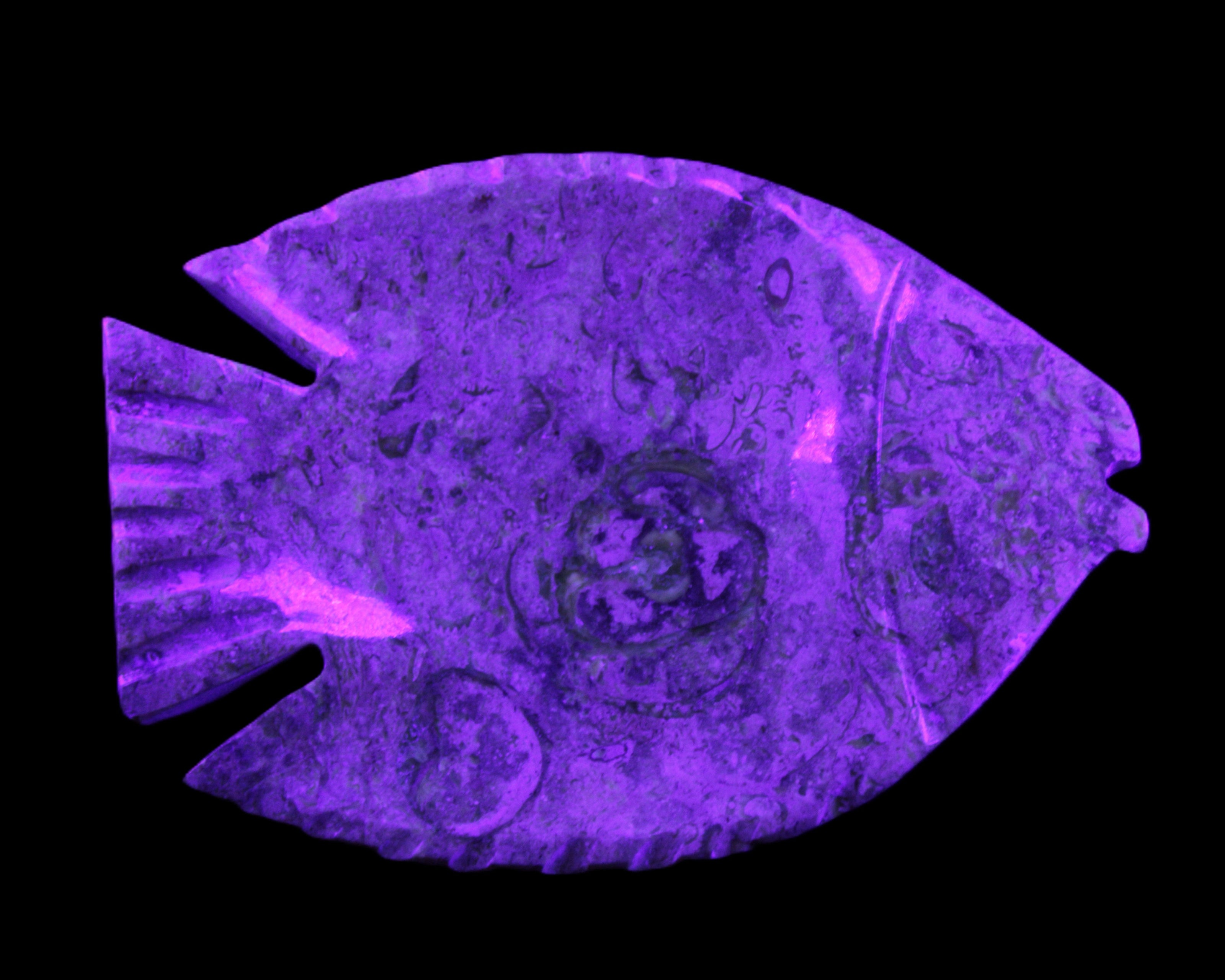 Fossil Stone hand-carved Fish platter 146*105*20mm 411g in UV light - Rocks and Things Store