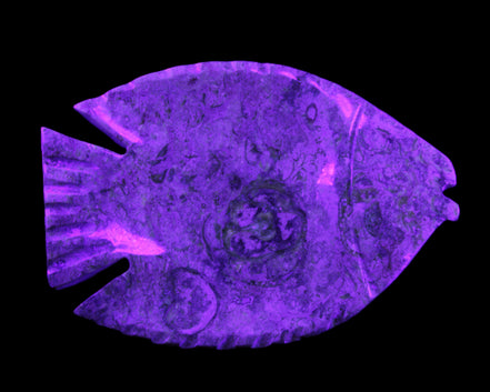 Fossil Stone hand-carved Fish platter 146*105*20mm 411g in UV light - Rocks and Things Store