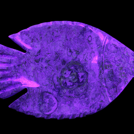 Fossil Stone hand-carved Fish platter 146*105*20mm 411g in UV light - Rocks and Things Store