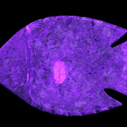 Fossil Stone hand-carved Fish platter 146*105*20mm 411g in UV light - Rocks and Things Store