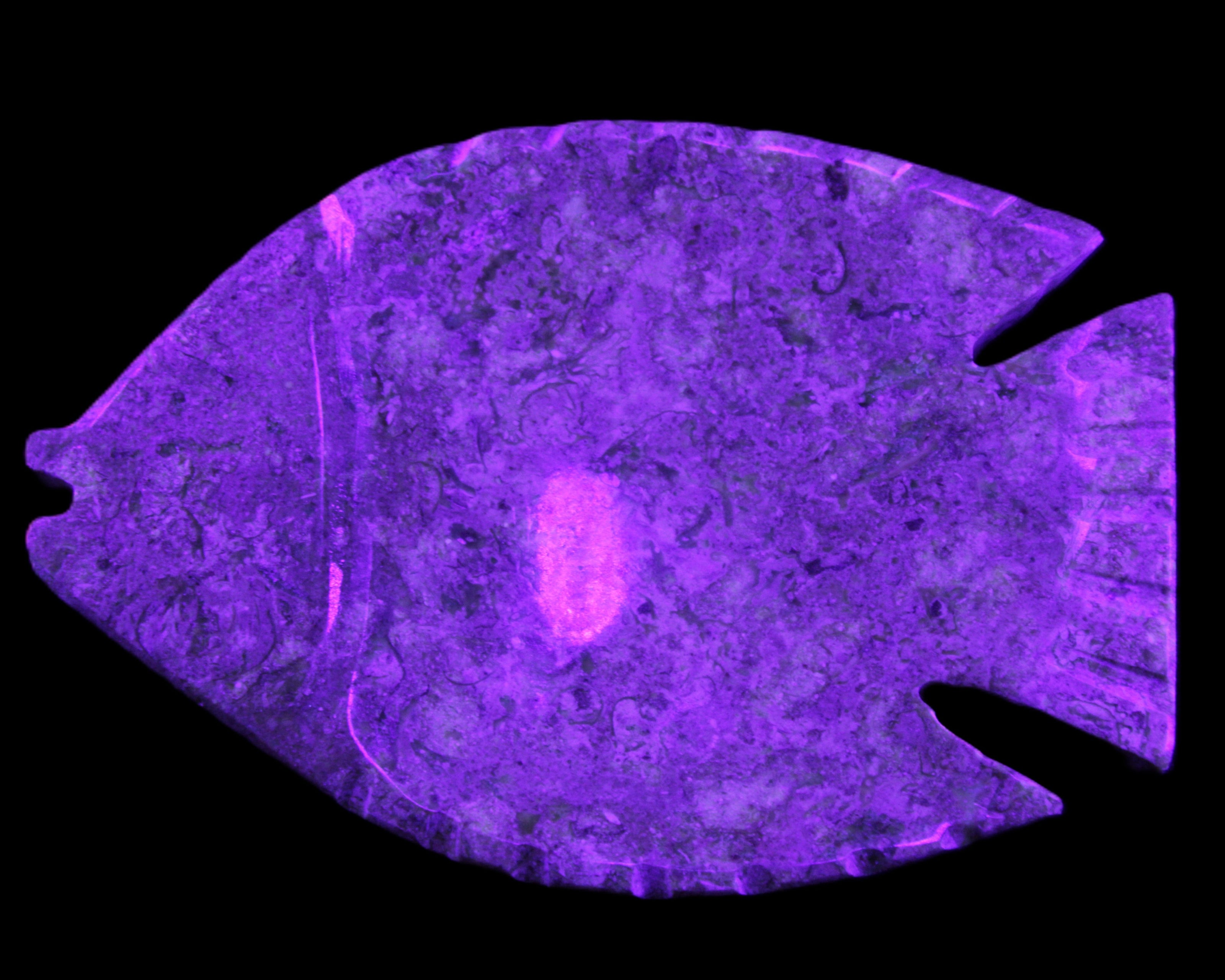 Fossil Stone hand-carved Fish platter 146*105*20mm 411g in UV light - Rocks and Things Store