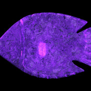 Fossil Stone hand-carved Fish platter 146*105*20mm 411g in UV light - Rocks and Things Store