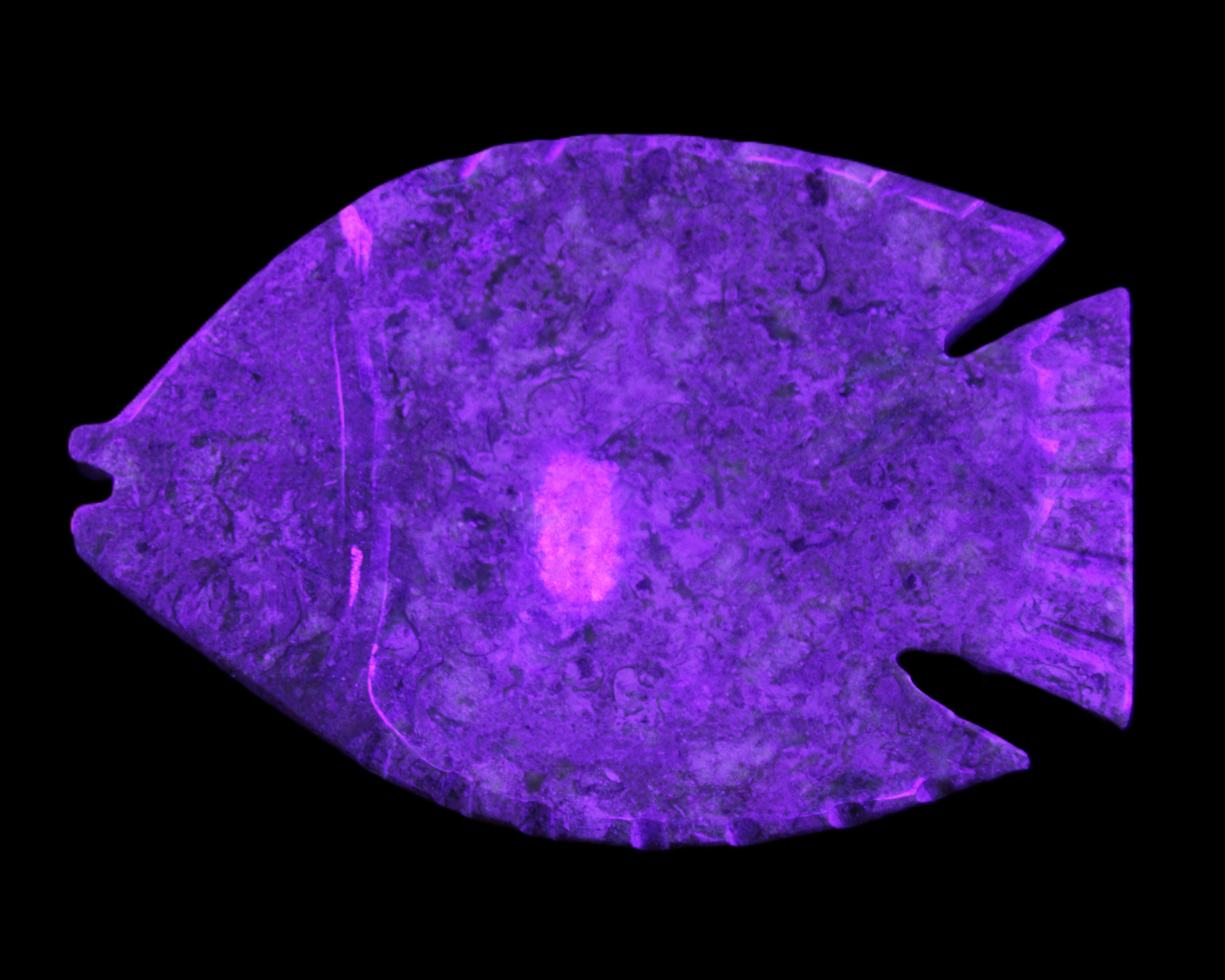 Fossil Stone hand-carved Fish platter 146*105*20mm 411g in UV light - Rocks and Things Store