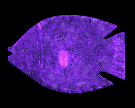 Fossil Stone hand-carved Fish platter 146*105*20mm 411g in UV light - Rocks and Things Store