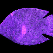 Fossil Stone hand-carved Fish platter 146*105*20mm 411g in UV light - Rocks and Things Store