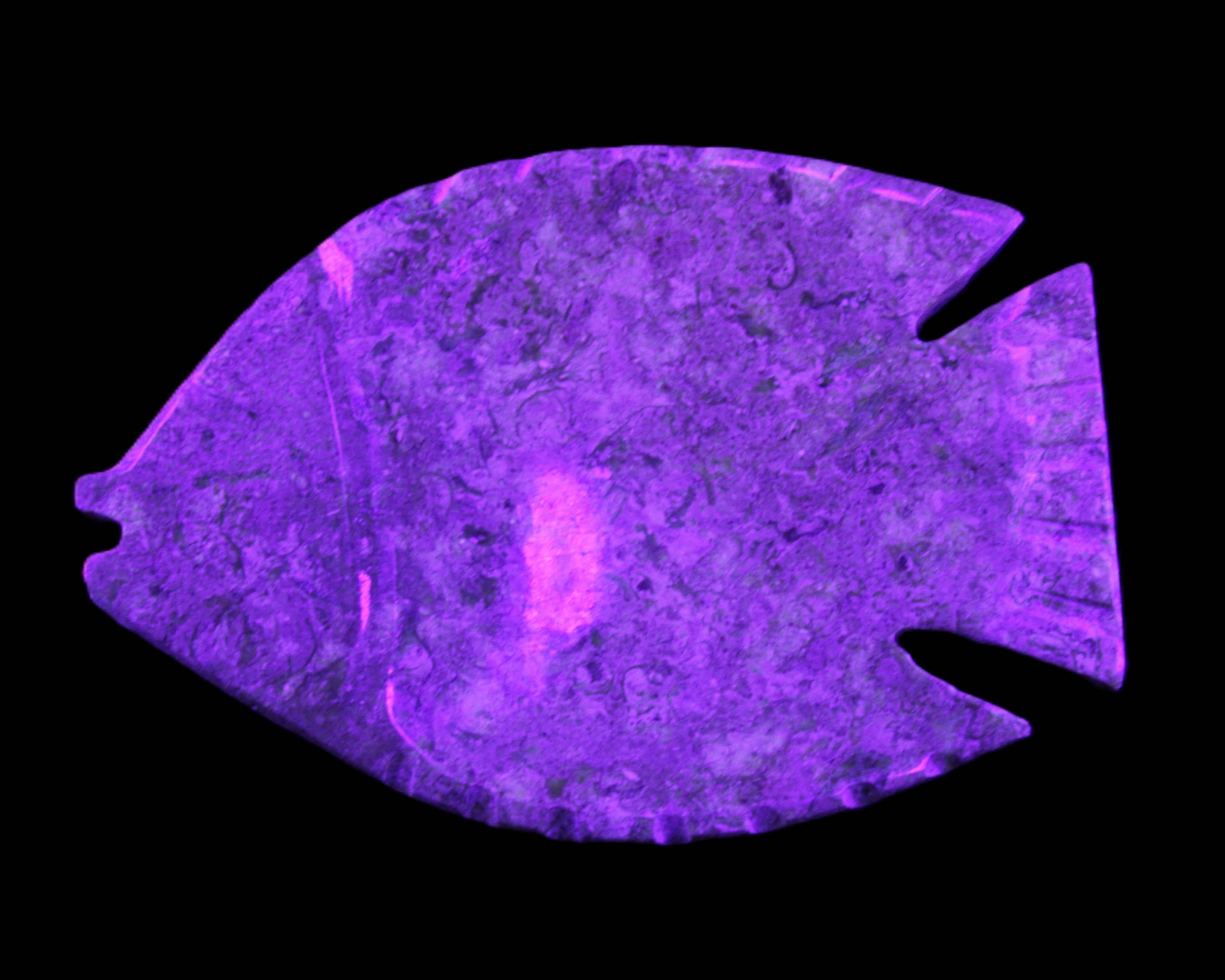 Fossil Stone hand-carved Fish platter 146*105*20mm 411g in UV light - Rocks and Things Store