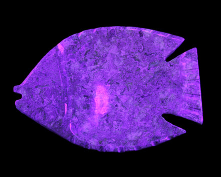 Fossil Stone hand-carved Fish platter 146*105*20mm 411g in UV light - Rocks and Things Store