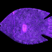 Fossil Stone hand-carved Fish platter 146*105*20mm 411g in UV light - Rocks and Things Store