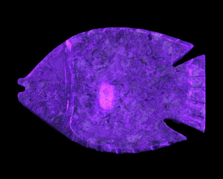 Fossil Stone hand-carved Fish platter 146*105*20mm 411g in UV light - Rocks and Things Store