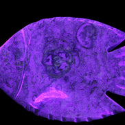 Fossil Stone hand-carved Fish platter 146*105*20mm 411g in UV light - Rocks and Things Store
