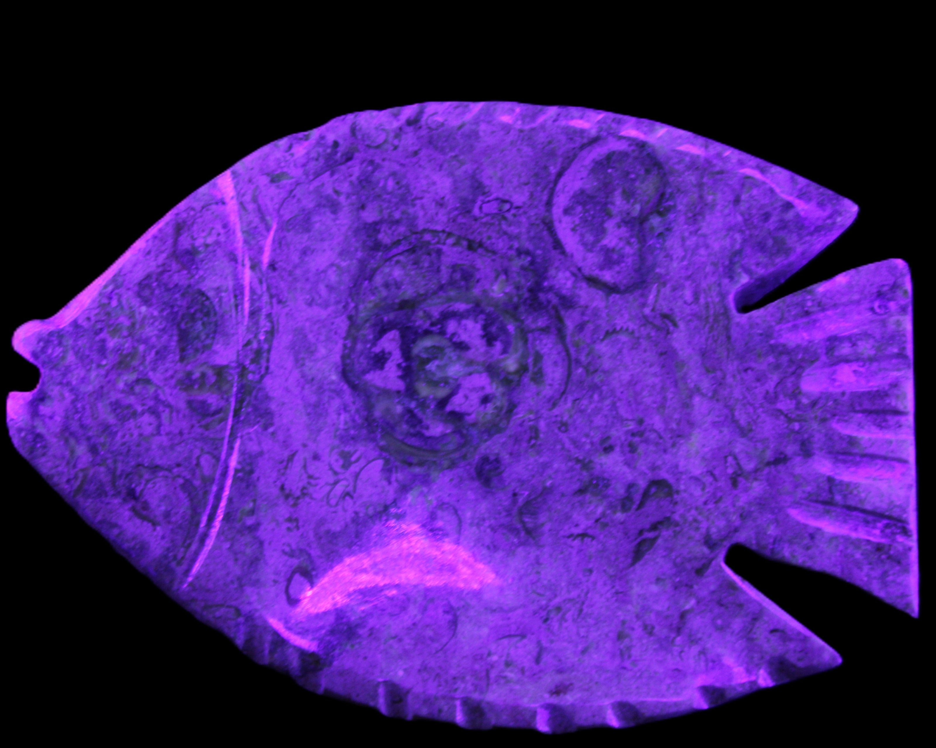 Fossil Stone hand-carved Fish platter 146*105*20mm 411g in UV light - Rocks and Things Store