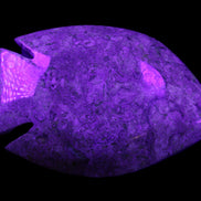 Fossil Stone hand-carved Fish platter 146*105*20mm 411g in UV light - Rocks and Things Store