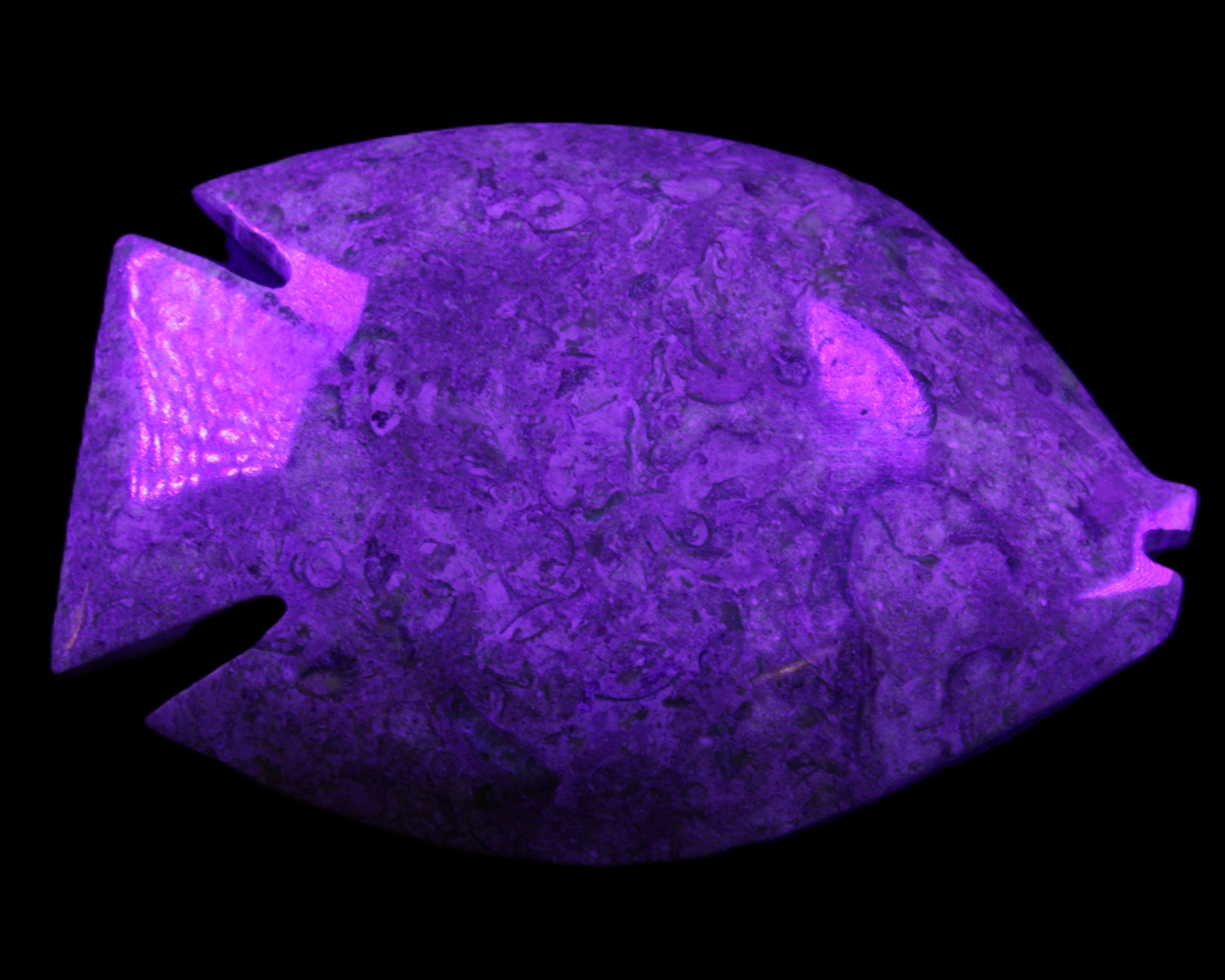 Fossil Stone hand-carved Fish platter 146*105*20mm 411g in UV light - Rocks and Things Store