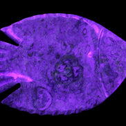 Fossil Stone hand-carved Fish platter 146*105*20mm 411g in UV light - Rocks and Things Store