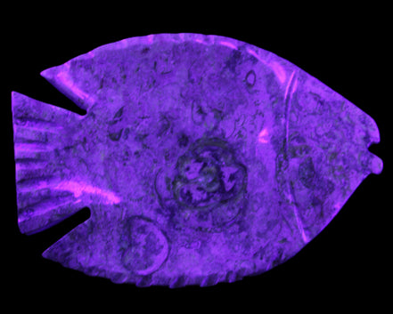 Fossil Stone hand-carved Fish platter 146*105*20mm 411g in UV light - Rocks and Things Store