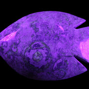 Fossil Stone hand-carved Fish platter 146*105*20mm 411g in UV light - Rocks and Things Store