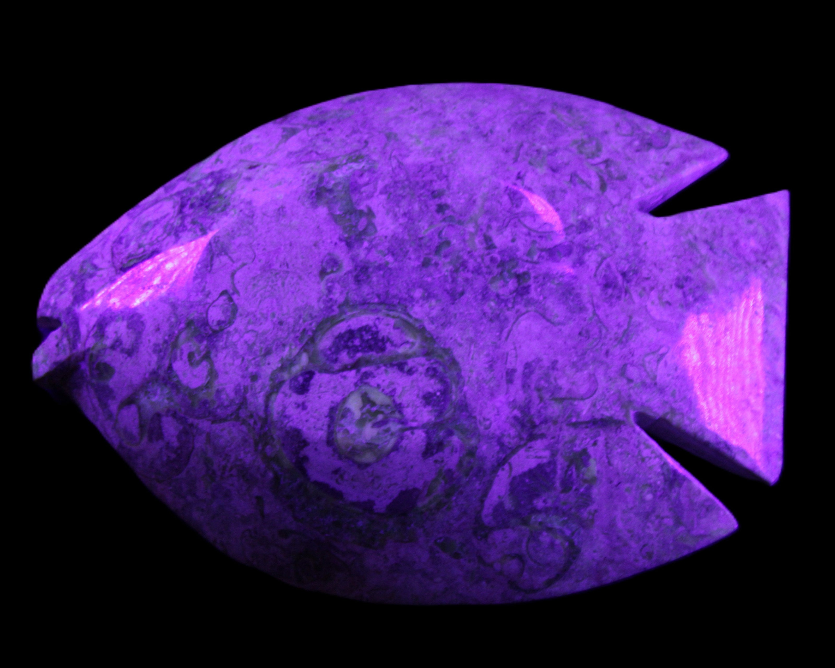 Fossil Stone hand-carved Fish platter 146*105*20mm 411g in UV light - Rocks and Things Store