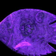 Fossil Stone hand-carved Fish platter 146*105*20mm 411g in UV light - Rocks and Things Store
